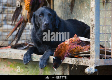 A Black Labrador Retriever working dog laying down with dead pheasants on a shoot in England, UK Stock Photo