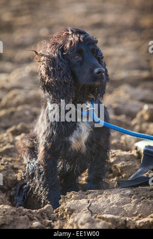 A black cocker spaniel on a blue lead sat outside on a field. Stock Photo