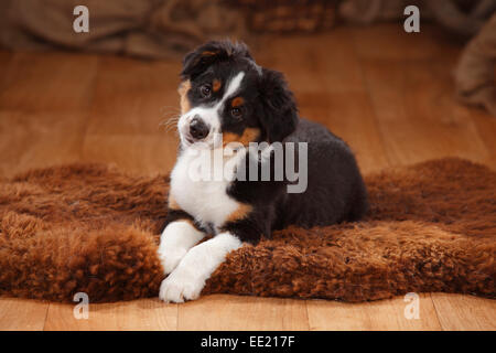 Australian Shepherd, puppy, 12 weeks, black-tri|Australian Shepherd, Welpe, 12 Wochen, black-tri
