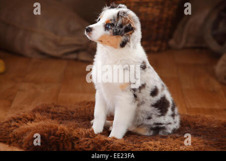 Australian Shepherd, puppy, 12 weeks, blue-merle|Australian Shepherd, Welpe, 12 Wochen, blue-merle