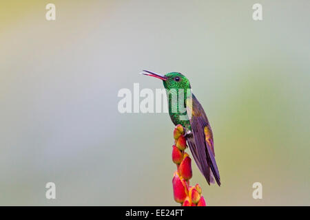 copper-rumped hummingbird (Amazilia tobaci) single male perched on tropical flower. Stock Photo