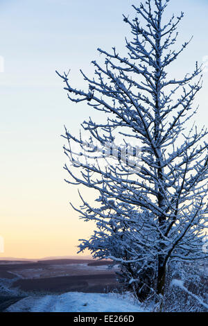 Snow covered tree branches at sunset in Scotland Stock Photo
