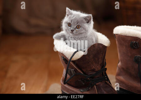 British Shorthair Cat, kitten, blue, 8 weeks|Britisch Kurzhaar, Kaetzchen, blue, 8 Wochen Stock Photo