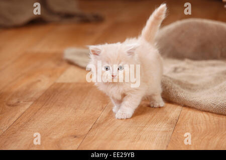 British Longhair Cat, kitten, cream, 7 weeks|Britisch Langhaar, Kaetzchen, creme, 7 Wochen Stock Photo