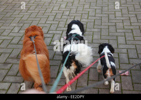 Cavalier King Charles Spaniel with puppy, 3 months, ruby and tricolour, walking on leash|Cavalier King Charles Spaniel mit Welpe Stock Photo
