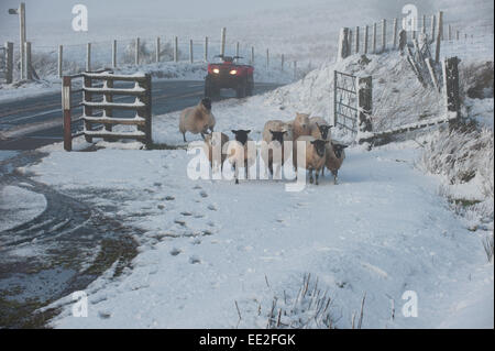 Mynydd Epynt Range of hills, Powys, Wales, UK. 13th January, 2015. Sheep are moved on the Epynt range of hills in Powys. Snow falls in Mid Wales as predicted by the weather forecasts. Credit:  Graham M. Lawrence/Alamy Live News. Stock Photo