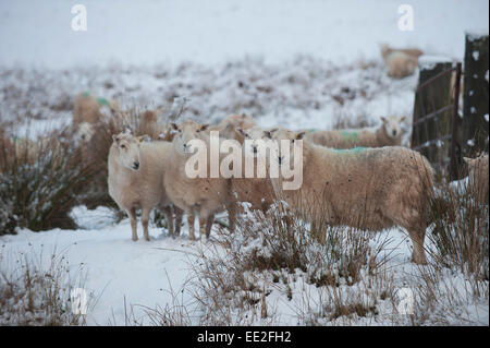 Mynydd Epynt Range of hills, Powys, Wales, UK. 13th January, 2015.  Sheep wait for the farmer to bring food on the Epynt range of hills in Powys. Snow falls in Mid Wales as predicted by the weather forecasts. Credit:  Graham M. Lawrence/Alamy Live News. Stock Photo