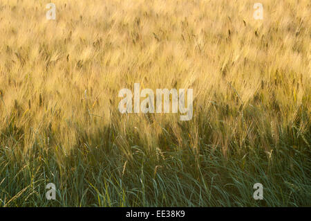 Ripe wheat stems move in slight wind in mid summer Stock Photo