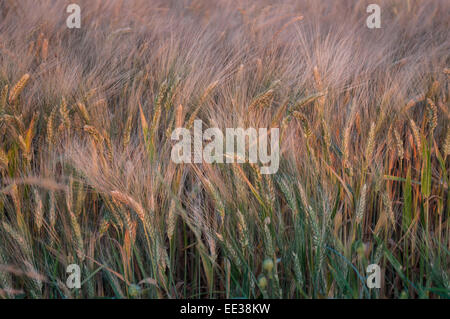 Ripe wheat stems move in slight wind in mid summer Stock Photo