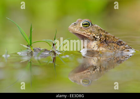 natterjack (toad) [Epidalea calamita, formerly: Bufo calamita], Kreuzkröte, Germany Stock Photo