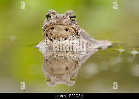 natterjack (toad) [Epidalea calamita, formerly: Bufo calamita], Kreuzkröte, Germany Stock Photo
