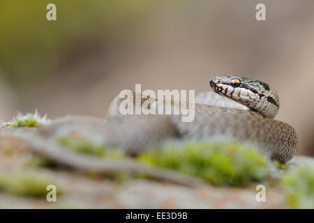 smooth snake [Coronella austriaca] Schlingnatter Stock Photo