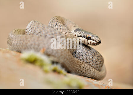 smooth snake [Coronella austriaca] Schlingnatter Stock Photo