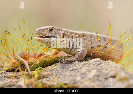 sand lizard [Lacerta agilis] zauneidechse Stock Photo
