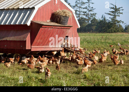 Free Range Organic  chickens, portable housing,  'Gallus domesticus'. Stock Photo