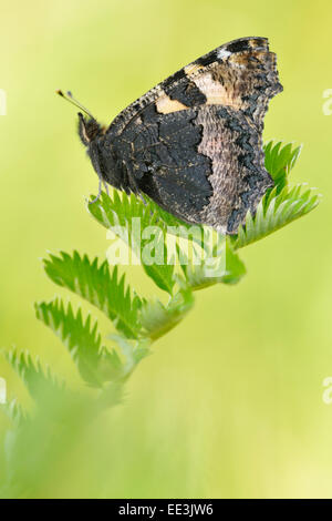 small tortoiseshell (butterfly) [Aglais urticae, syn. Nymphalis urticae], Kleiner Fuchs, Germany Stock Photo
