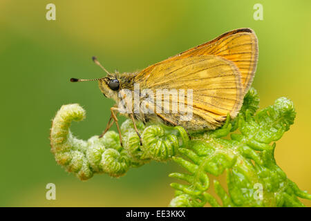 Rostfarbener Dickkopffalter (Ochlodes venatus), large skipper [Ochlodes sylvanus, syn.: O. venatus, O. venata] [butterfly]