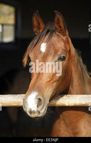 Young thoroughbred arabian  bay horse standing in the stable door . Portrait of a purebred arabian horse looking over barn gate Stock Photo