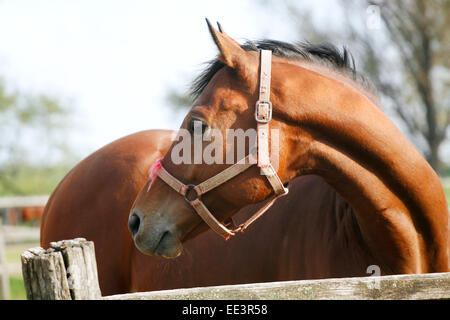 Nice purebred horse looking back over corral door. Thoroughbred stallion posing on summer pasture rural scene Stock Photo