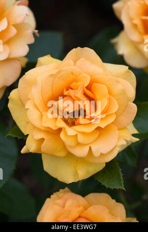 Rosa 'Simply the Best'. Orange Rose. Stock Photo