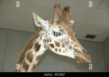 Portrait of a Giraffe. Stock Photo