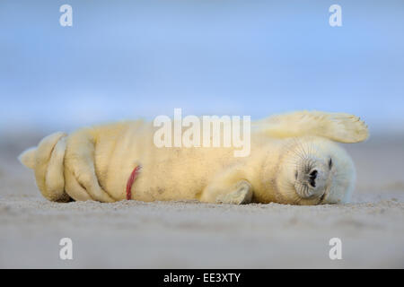 young grey seal [Halichoerus grypus] kegelrobbe, germany, north sea Stock Photo