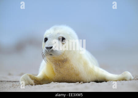 young grey seal [Halichoerus grypus] kegelrobbe, germany, north sea Stock Photo