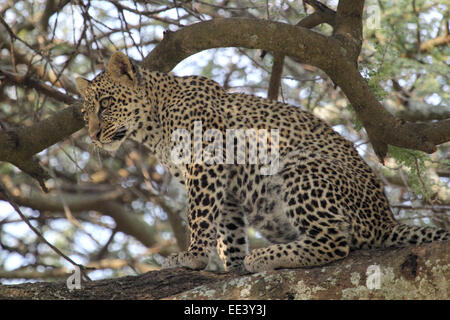 A young leopard (Panthera pardus) is sitting on a branch of a tree in Serengeti National Park, Tanzania Stock Photo