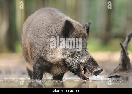 wild boar [Sus scrofa] wild hog Wildschwein eber germany Stock Photo