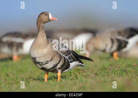 (greater) white-fronted goose [Anser albifrons], germany Stock Photo