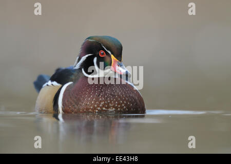 Carolina duck [Aix sponsa], Brautente Stock Photo