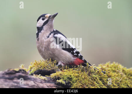 great woodpecker [Dendrocopos major, syn.: Picoides major], Buntspecht Stock Photo