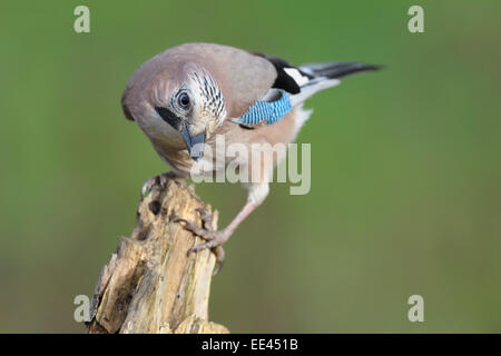 (Eurasian) jay [Garrulus glandarius], Eichelhaeher, germany Stock Photo