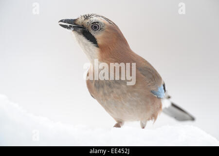 (Eurasian) jay [Garrulus glandarius], Eichelhaeher, germany Stock Photo