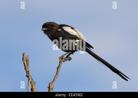 magpie shrike [Urolestes melanoleucus, syn.: Corvinella melanoleuca] Stock Photo