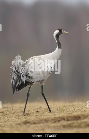 common eurasian crane [Grus grus], Grauer Kranich, Germany Stock Photo