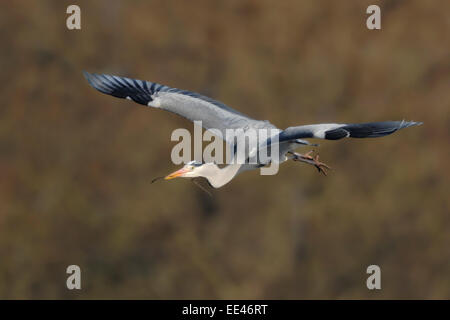 grey heron [Ardea cinerea] Graureiher, Germany Stock Photo
