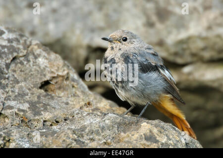 blackstart [Phoenicurus ochruros] Hausrotschwanz Germany Stock Photo