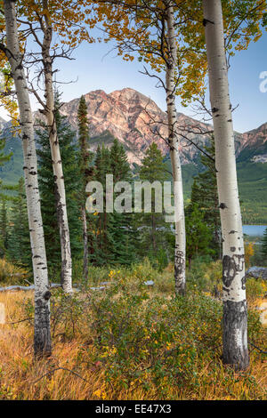 Pyramid Peak in Jasper National Park during autumn at dawn with Aspen trees in foreground Stock Photo