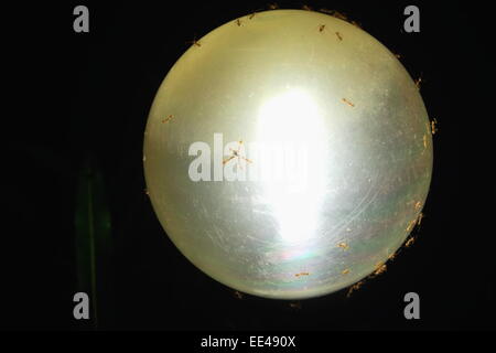 Round ball lamp lighted on and ant covered in the night-courtyard of the Narayani Safari Lodge in the bufferzone off the Chitwan Stock Photo
