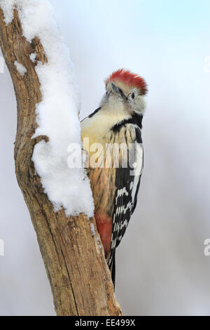 medium spotted woodpecker [Leiopicus medius, syn.: Dendrocopos medius, Picoides medius], Mittelspecht, germany Stock Photo