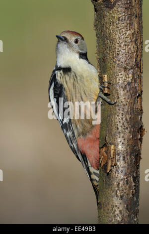 medium spotted woodpecker [Leiopicus medius, syn.: Dendrocopos medius, Picoides medius] Stock Photo