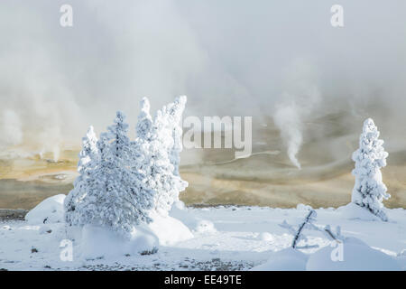 Ghost trees in the Norris Geyser Basin Stock Photo