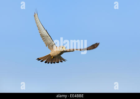 common eurasian kestrel [Falco tinnunculus], germany Stock Photo
