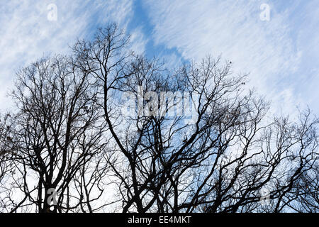 Silhouette of tree branches against the blue sky with clouds. Stock Photo