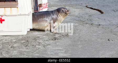 Releasing  rescued & rehabilitated young Elephant Seal, California North Coast.