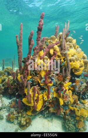 Multicolored sea sponges underwater in a coral reef of the Caribbean sea Stock Photo