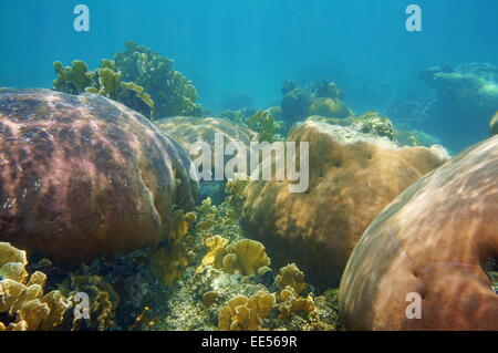 Underwater landscape in a stony coral reef of the Caribbean sea Stock Photo