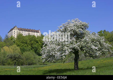 Europa, Deutschland, Baden-Wuerttemberg, Schloss, Heiligenberg, nahe Bodensee, Schlossanlage, Schlossgebaeude, Gebaeude, Bauwerk Stock Photo