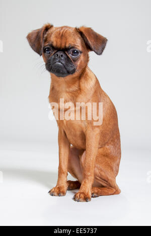 Brussels griffon sitting on white sweep background Stock Photo